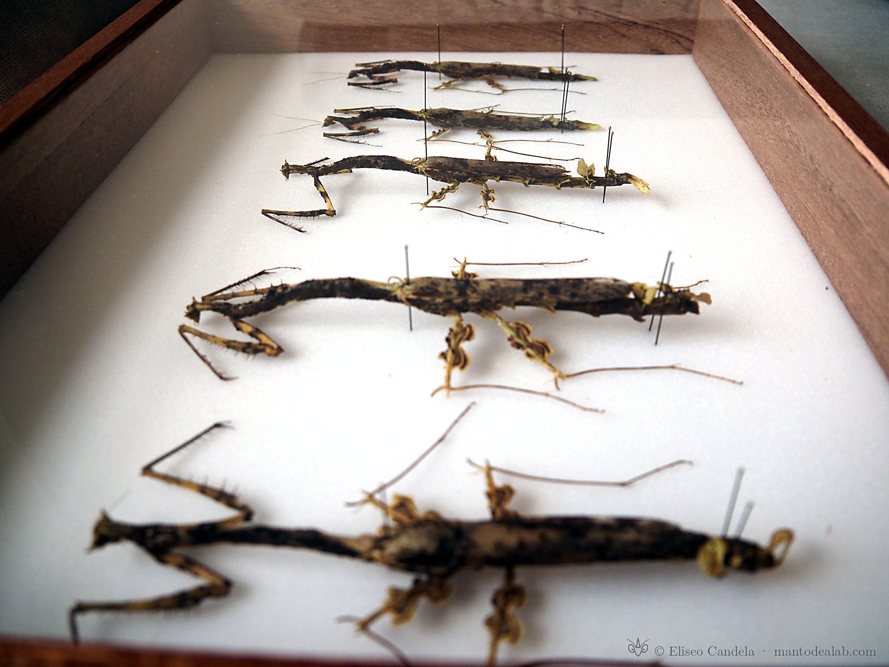 Pinned toxoderid mantises in a collection drawer