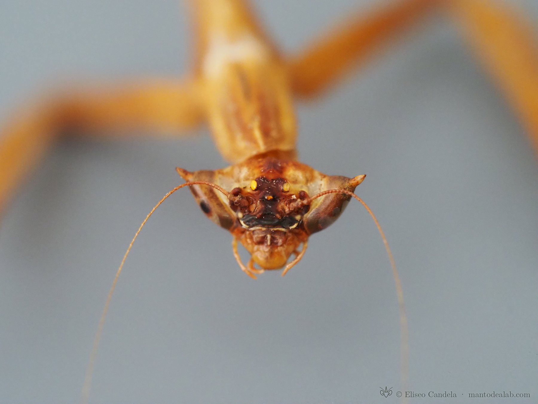 Toxodera integrifolia, frontal view of the head