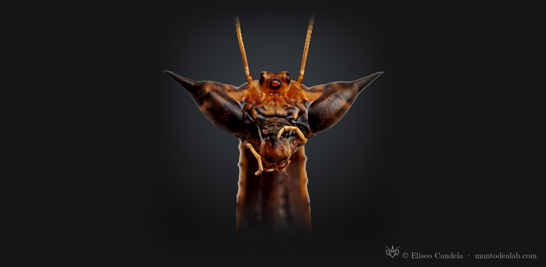 Cabeza de Toxodera denticulata Audinet-Serville, 1837, en vista frontal, con sus largas espinas oculares y el ocelo rojo, sobre fondo negro