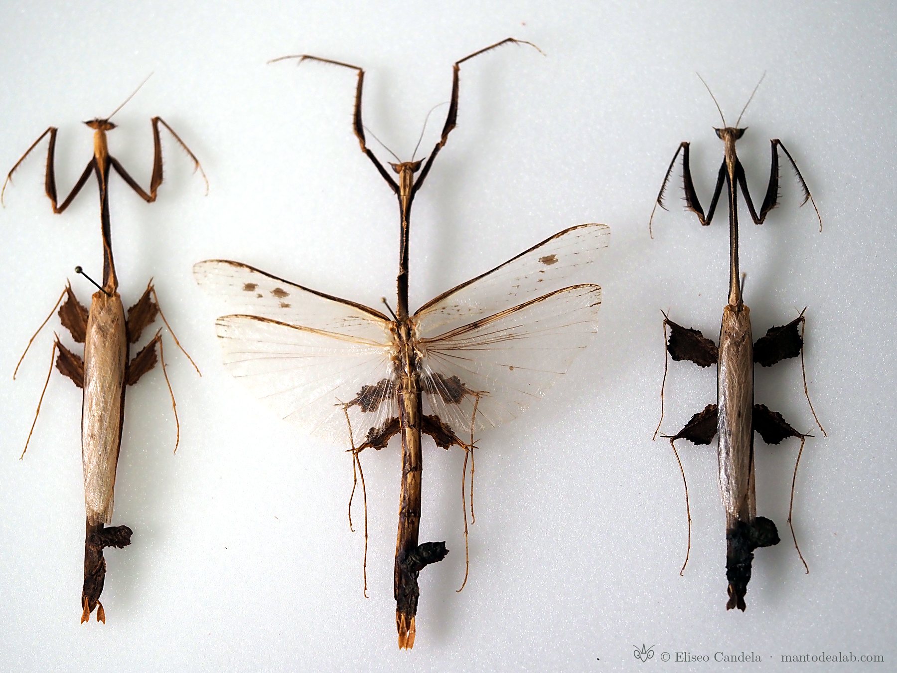 Three male Toxodera hauseri from Borneo, West Java and Peninsular Malaysia, pinned side by side
