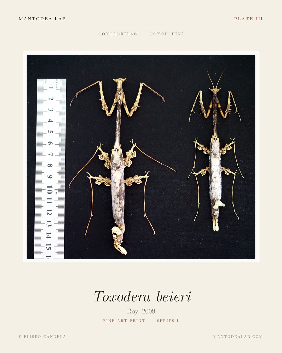 Plate III: Toxodera beieri Roy, 2009, two specimens with scale