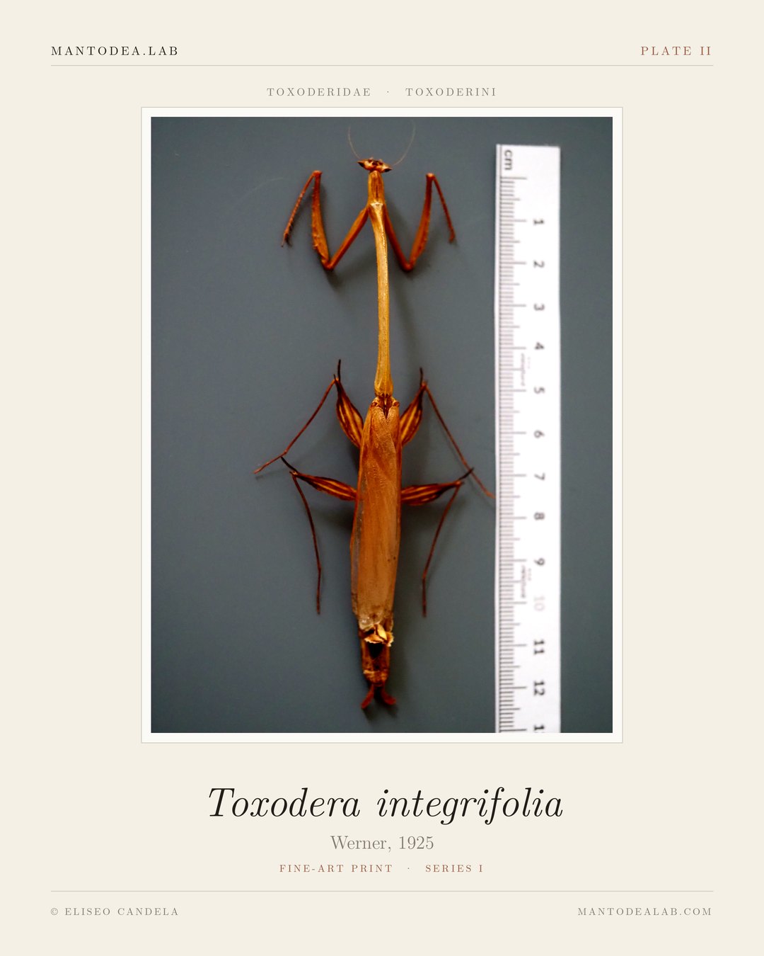 Plate II: Toxodera integrifolia Werner, 1925, dorsal view with scale