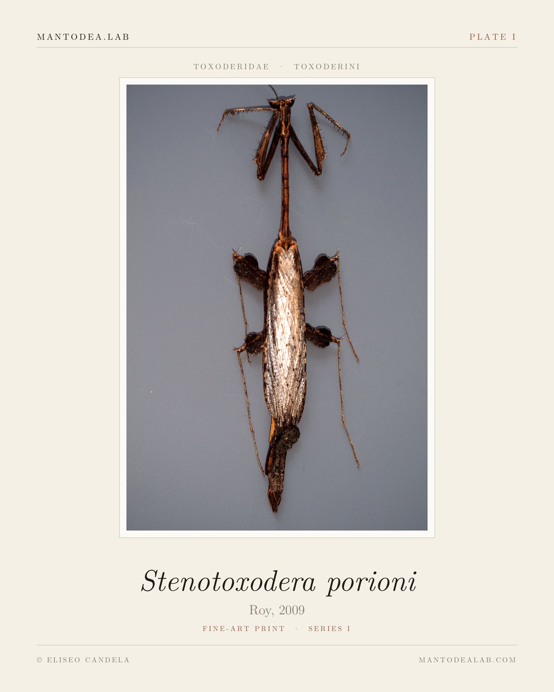 Plate I: Stenotoxodera porioni Roy, 2009, dorsal view