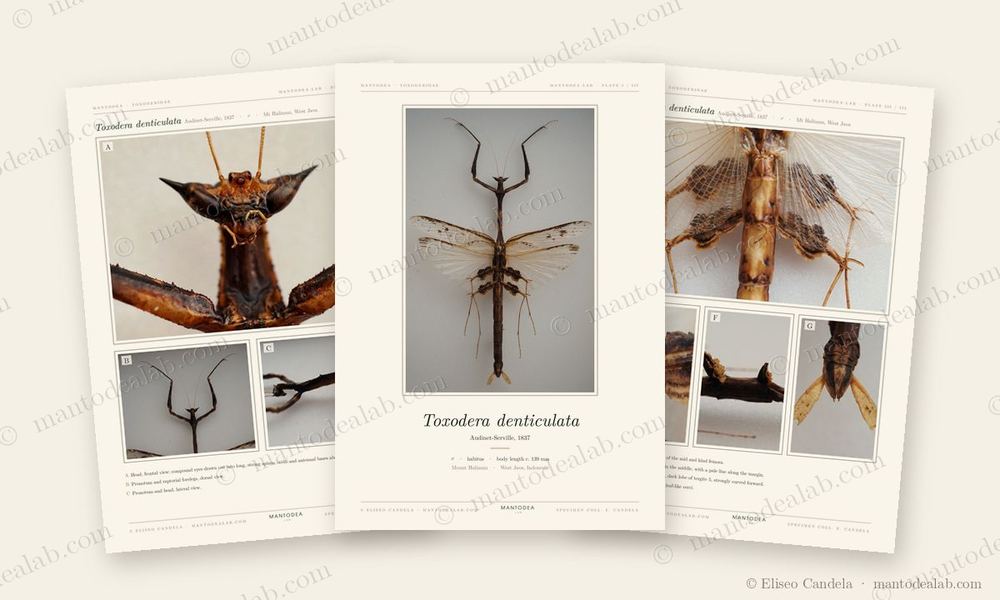 Vista en miniatura de una serie de tres hojas: Toxodera denticulata Audinet-Serville, 1837, láminas I a III