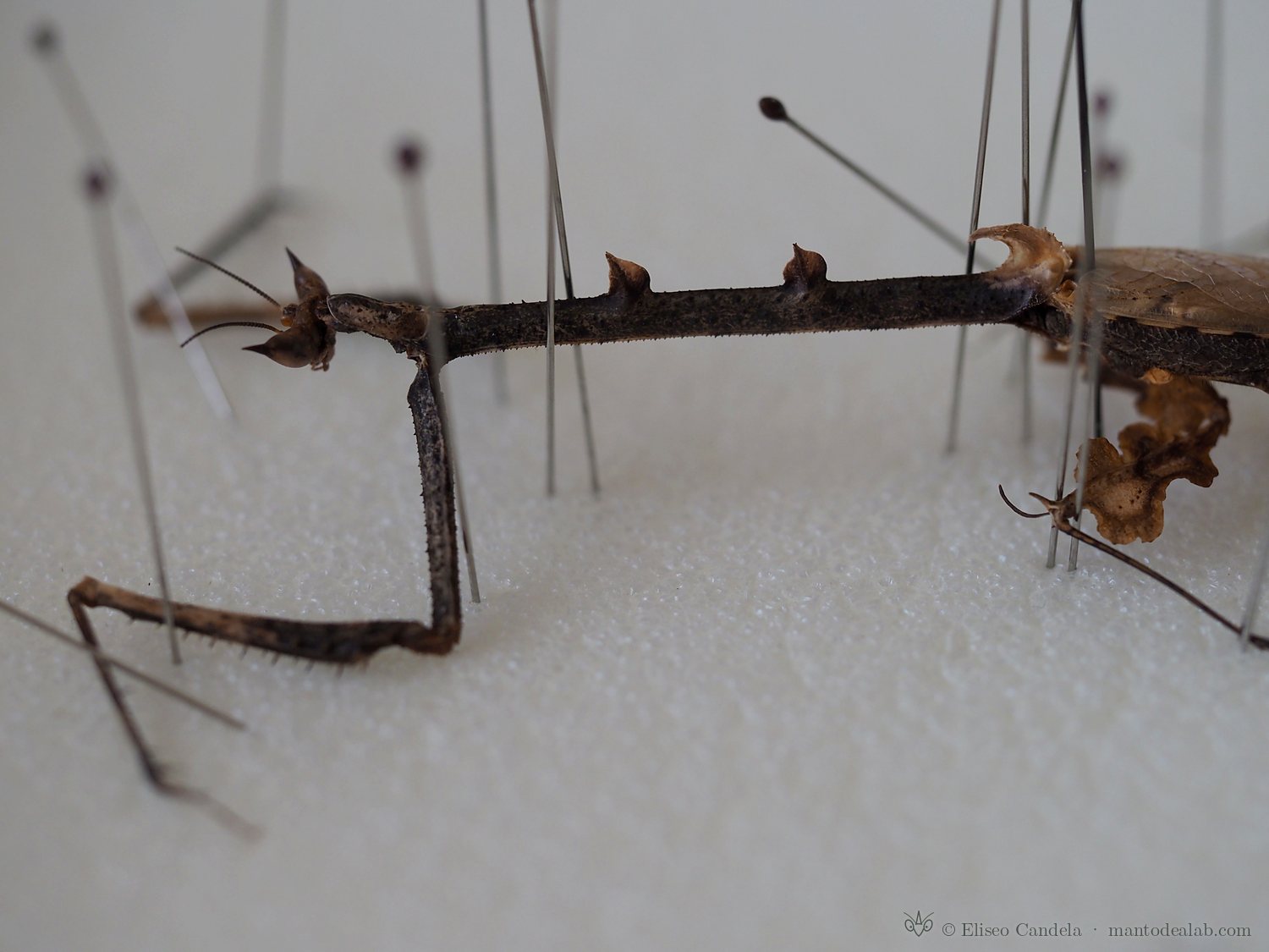 Toxoderid mantis pinned on foam during mounting, lateral view