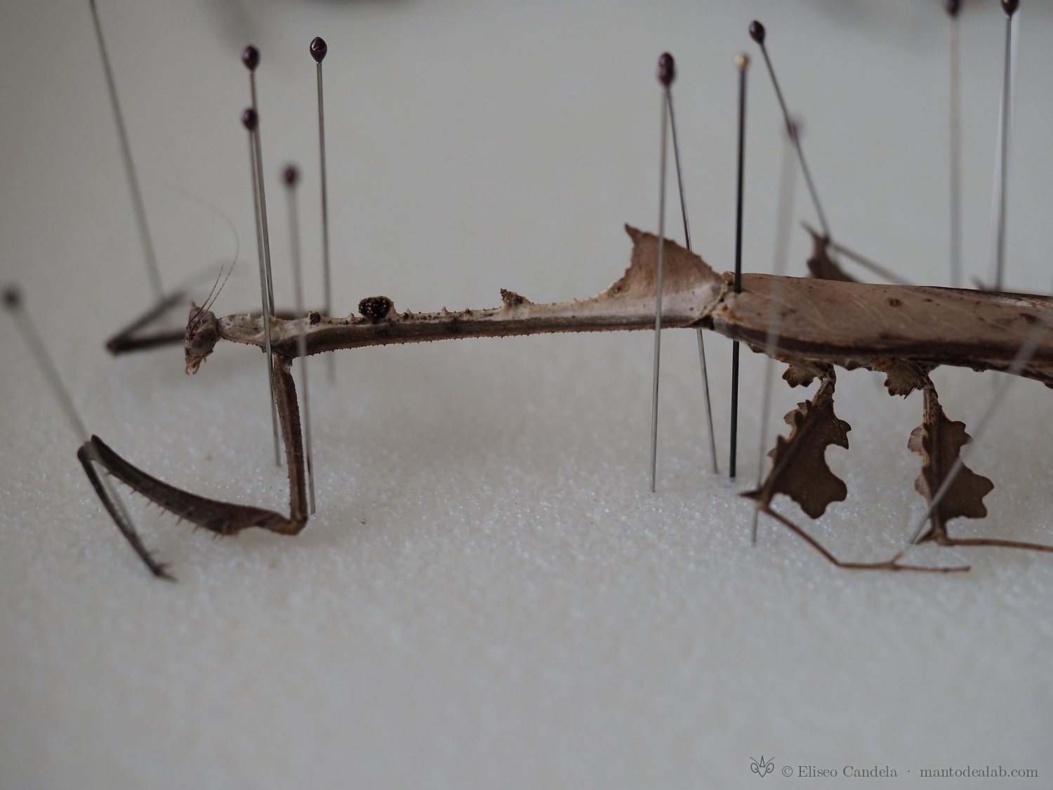 Toxoderid mantis with leaf-like lobes pinned on foam during mounting