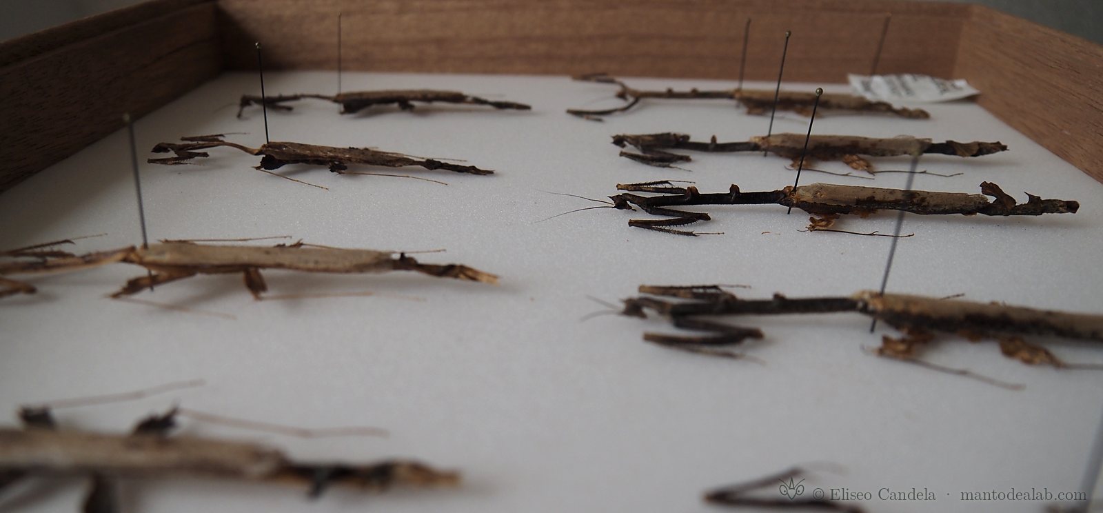 Pinned toxoderid mantises in a collection drawer, side view