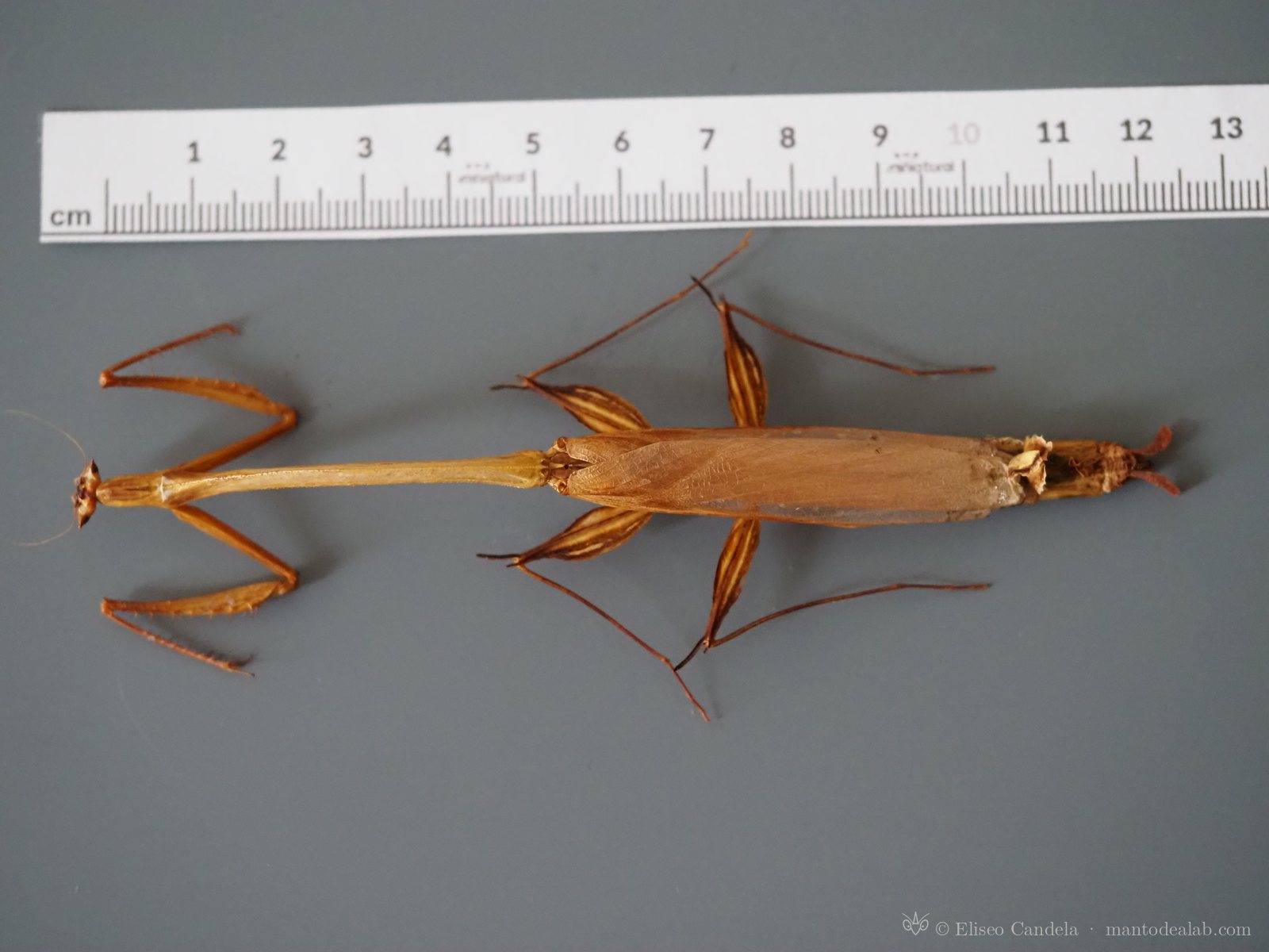 Species description & publication support