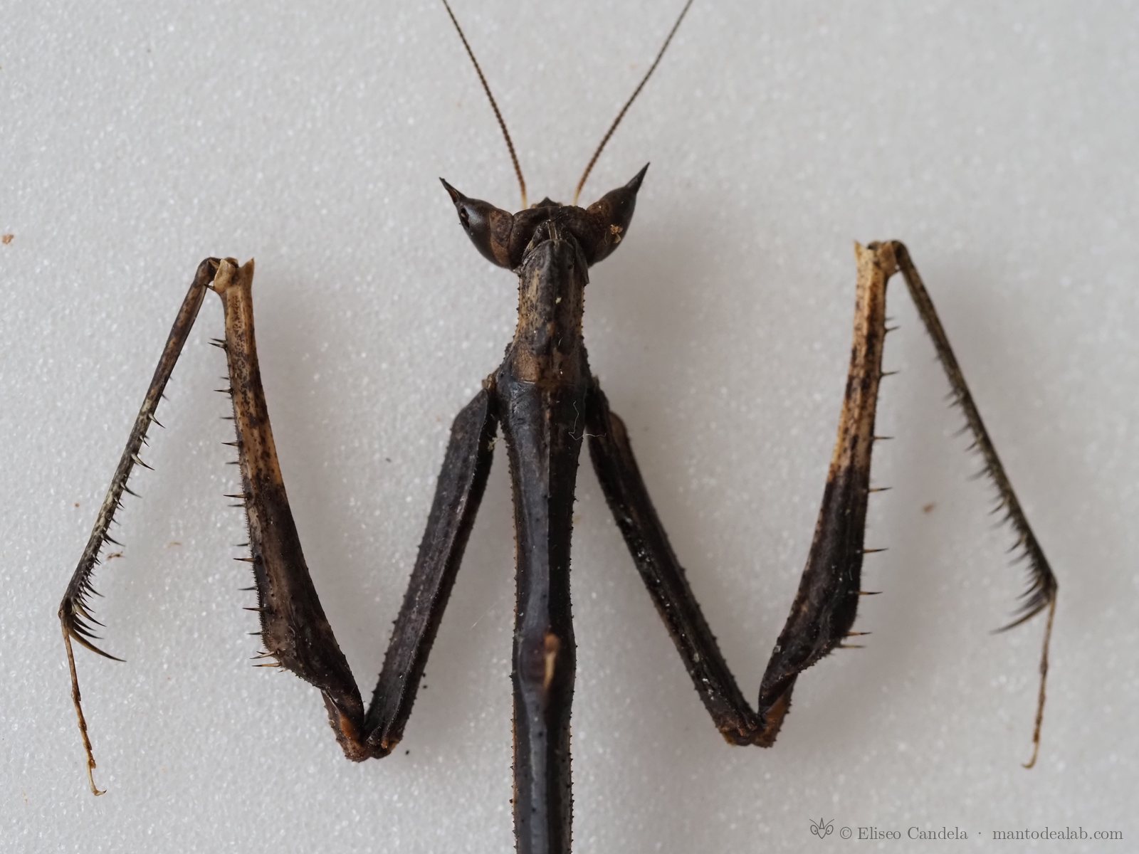 Taxonomic identification