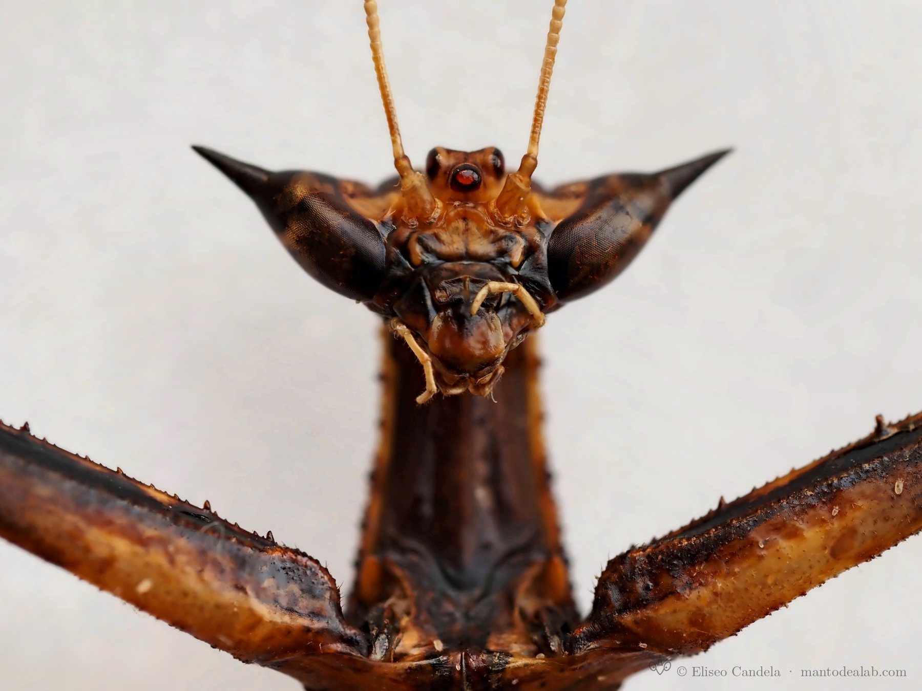 Cabeza de Toxodera denticulata Audinet-Serville, 1837 en vista frontal, fotografía con apilado de enfoque