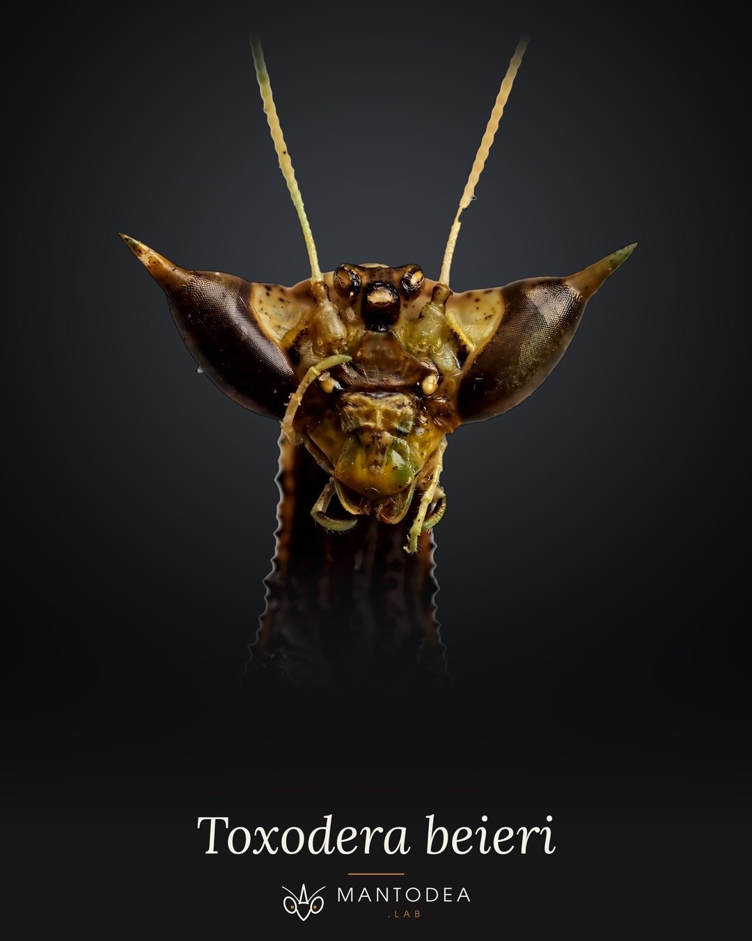 Lámina de portada: Toxodera beieri, cabeza y cuello sobre fondo oscuro