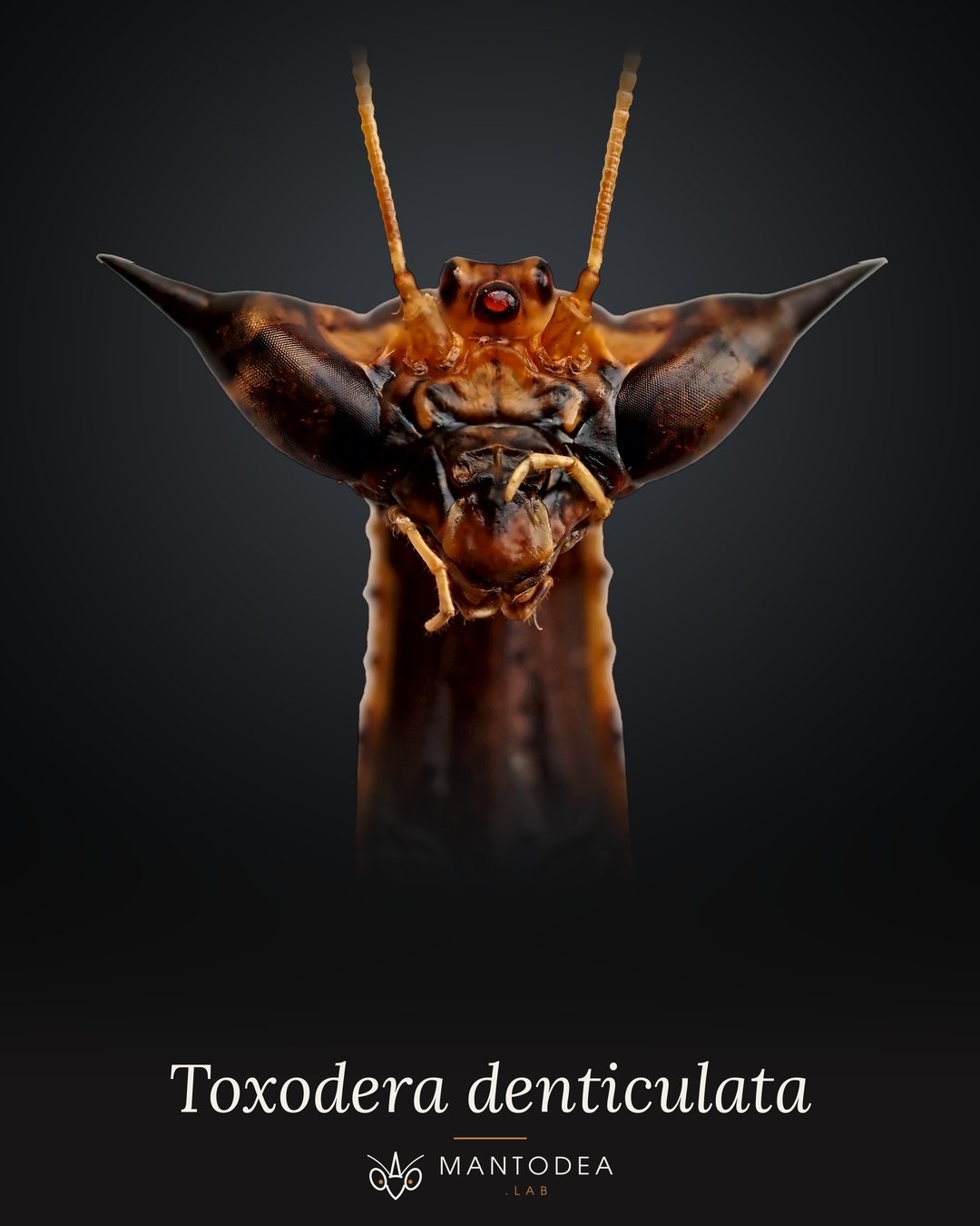 Lámina de portada: Toxodera denticulata, cabeza y cuello sobre fondo oscuro