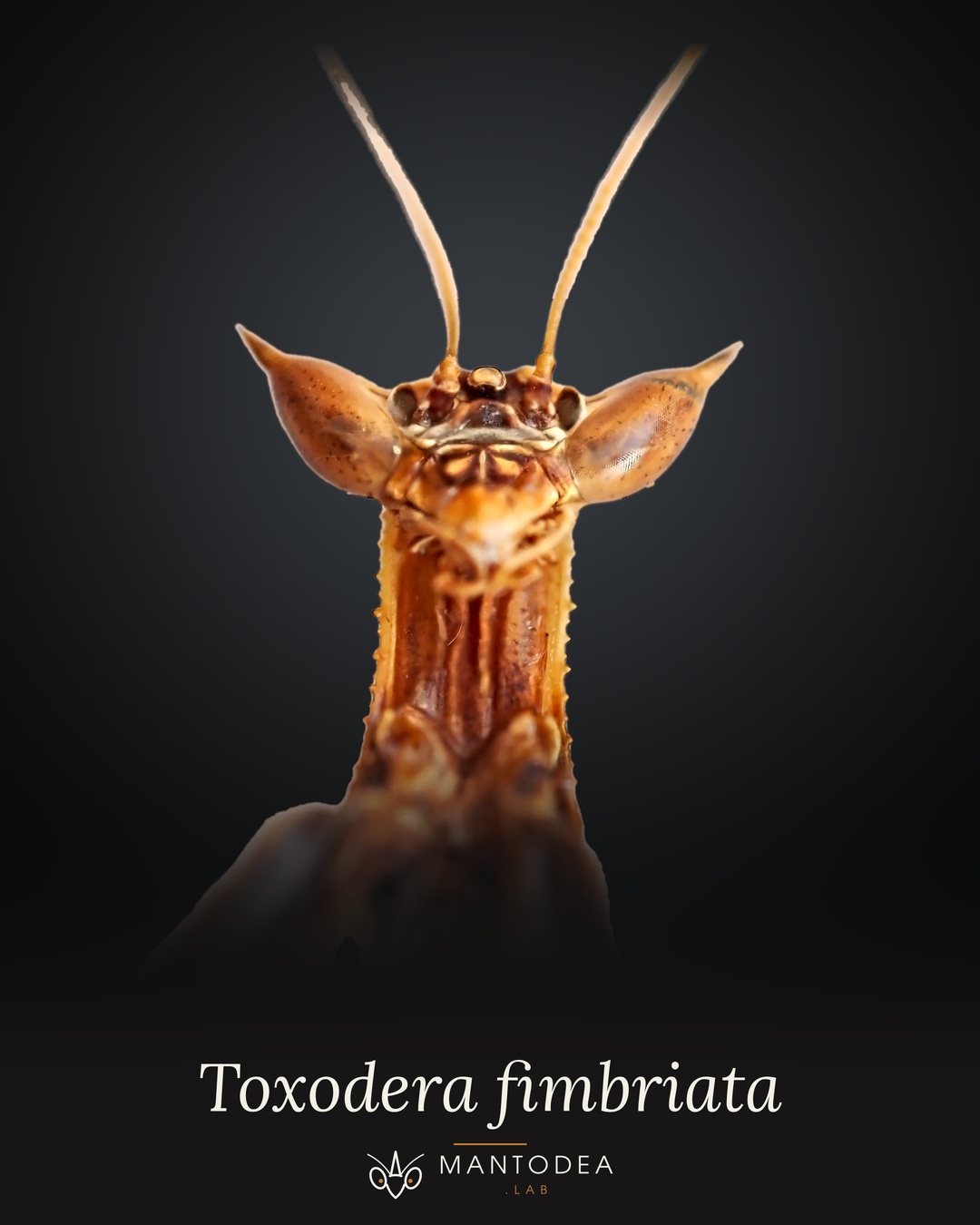 Lámina de portada: Toxodera fimbriata sobre fondo oscuro