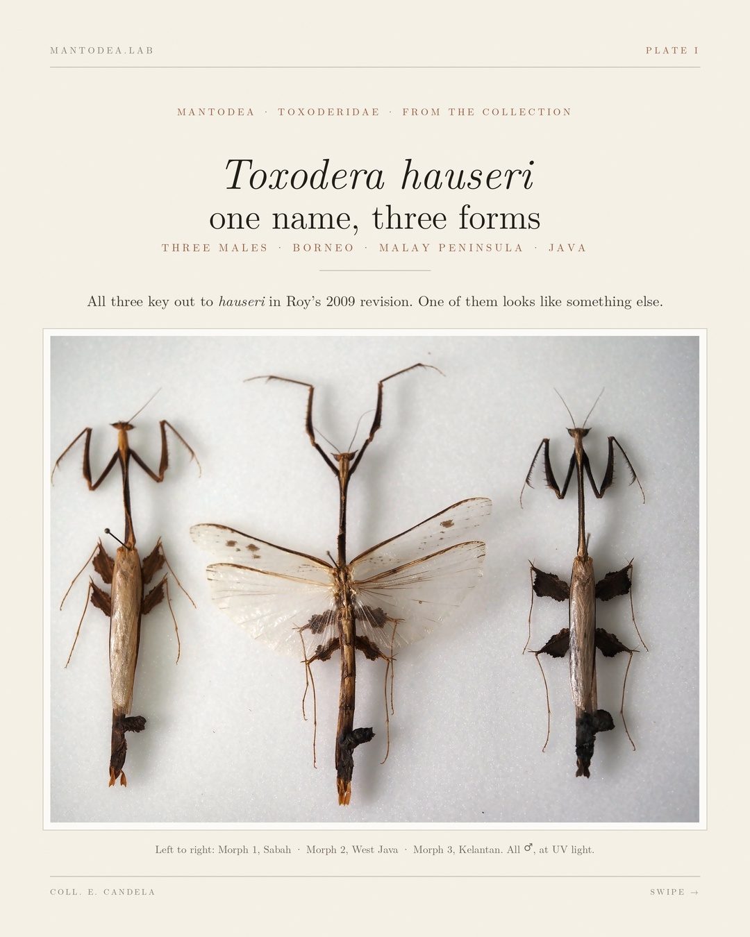 Cover plate: Toxodera hauseri, one name, three forms