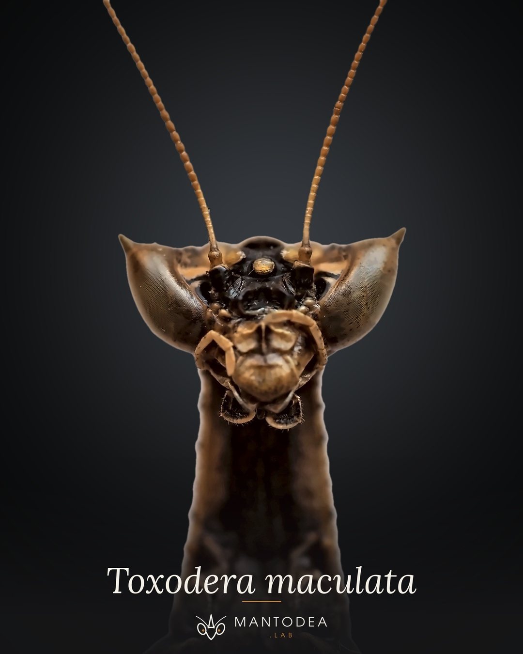 Cover plate: Toxodera maculata, head in frontal view